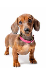 Rockin L Dachshunds - Available Puppies