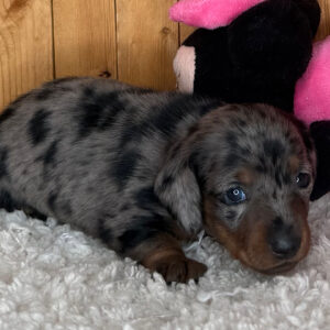 Poppie