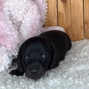 Ted