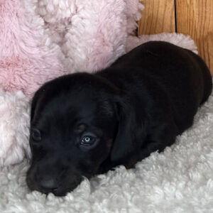 Ted