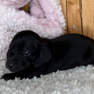 Ted
