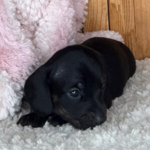 Ted