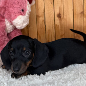 Ted