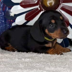 Monty