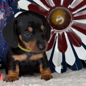 Monty