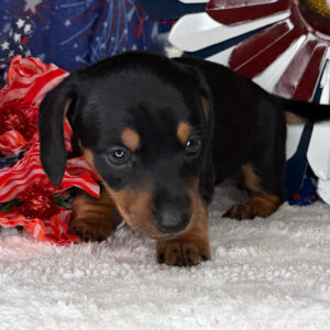 Monty