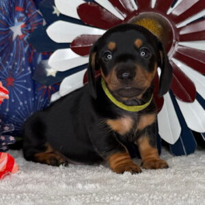 Monty