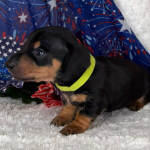 Monty