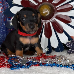 Oscar