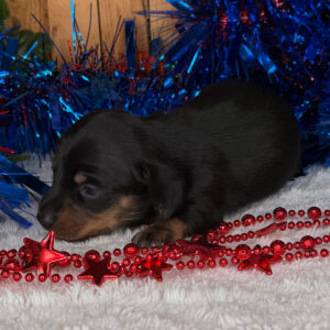 Monty