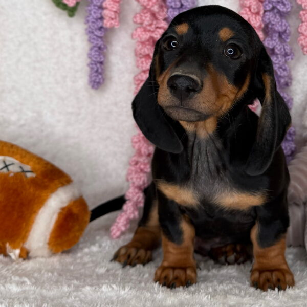 Monty