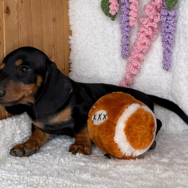 Monty
