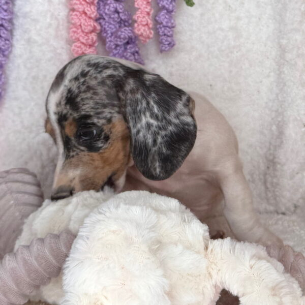 Ozzie