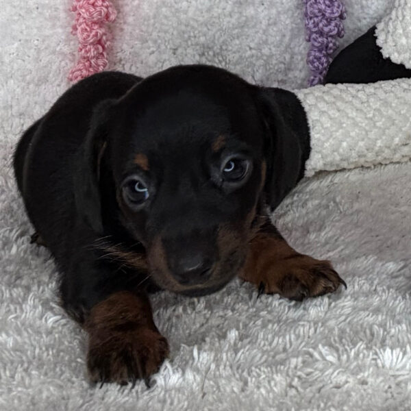 Bow/Ellie