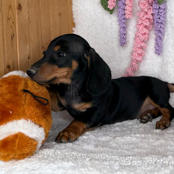 Monty