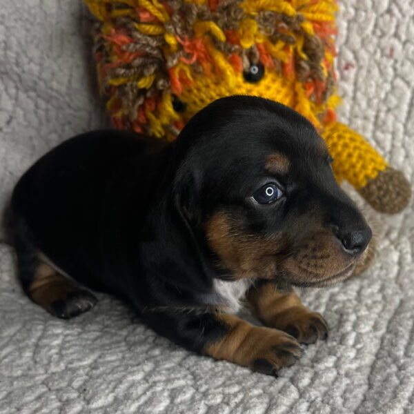 Oscar