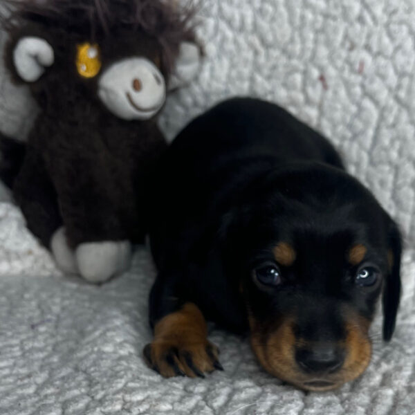 Baxter