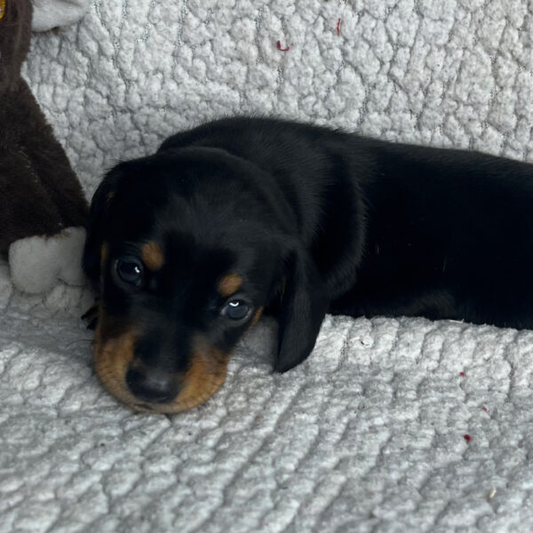 Baxter