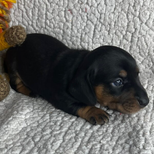 Oscar