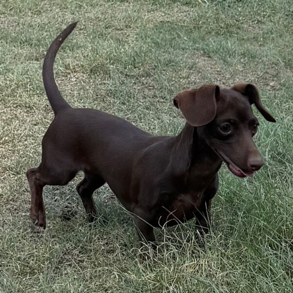 Coco