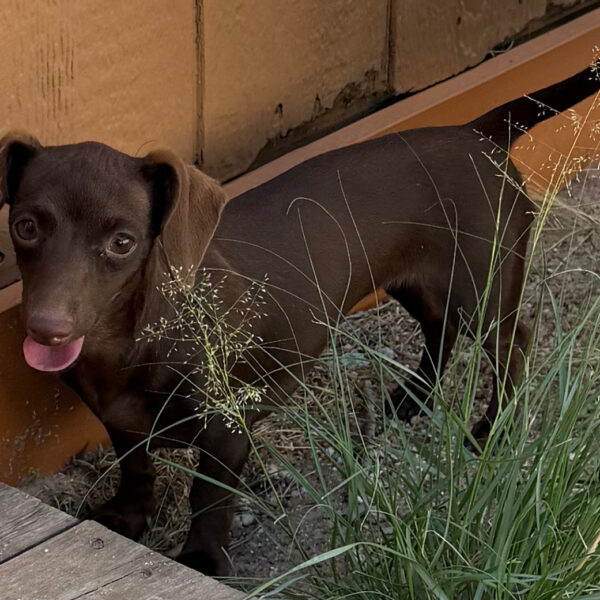 Coco
