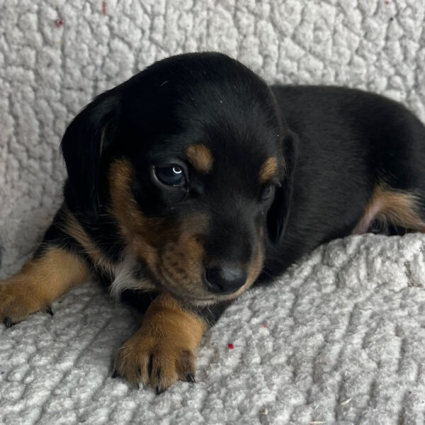 Bonnie