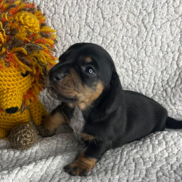 Oscar