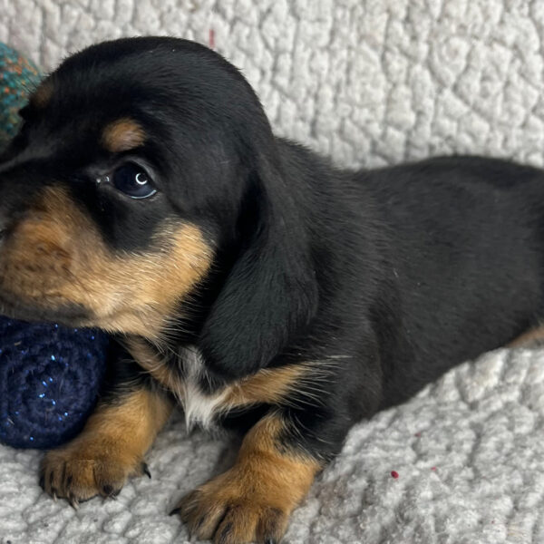 Bonnie