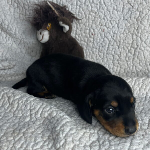 Baxter