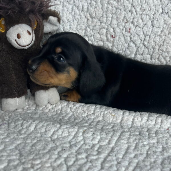 Baxter