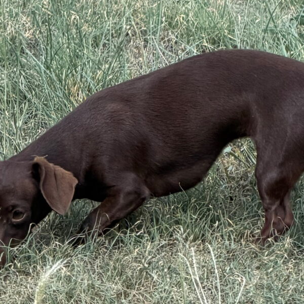 Coco