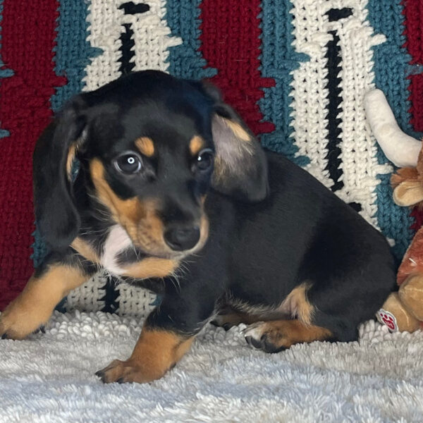 Bonnie