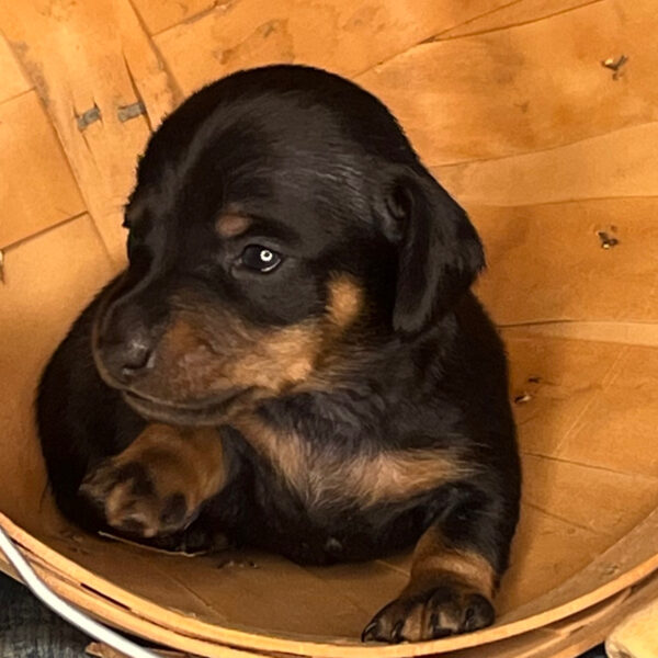 Benny