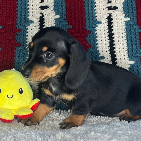 Baxter