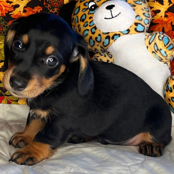 Baxter