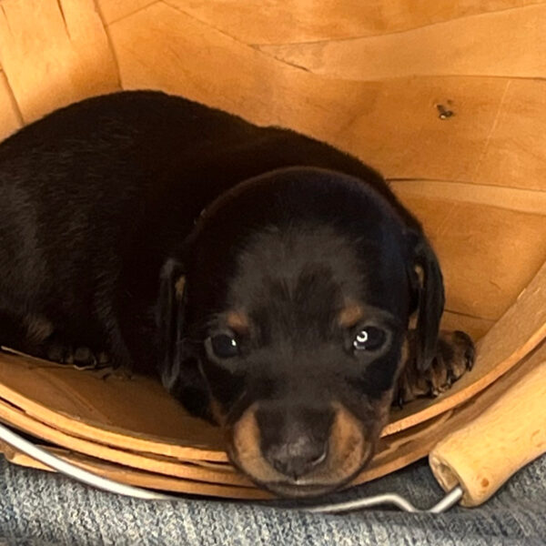 Benny