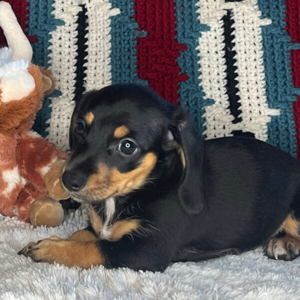 Bonnie