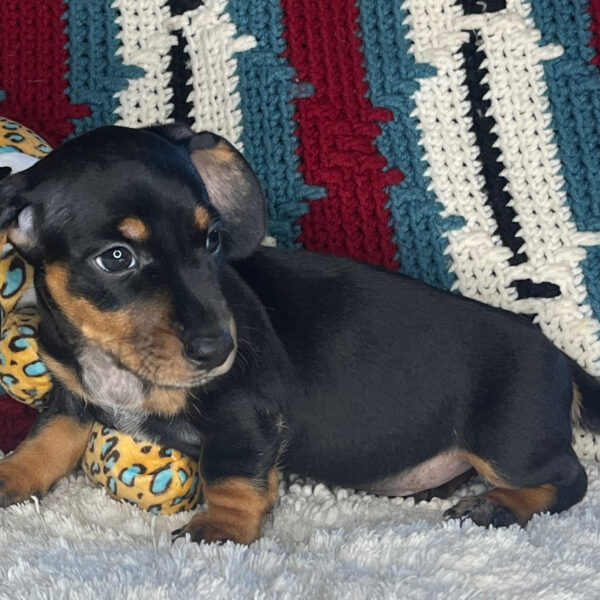 Oscar
