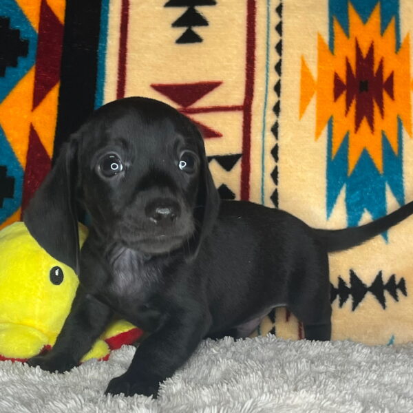 Brody