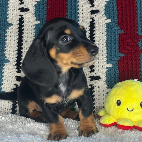 Baxter