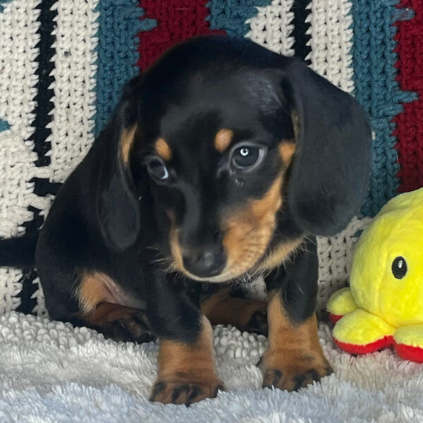 Baxter