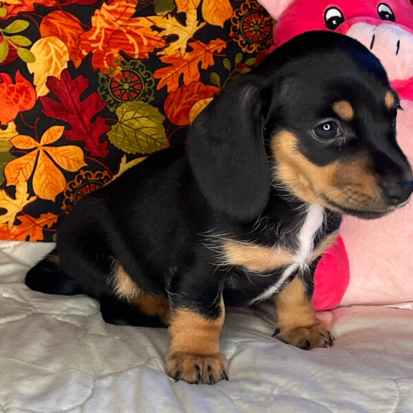 Bonnie