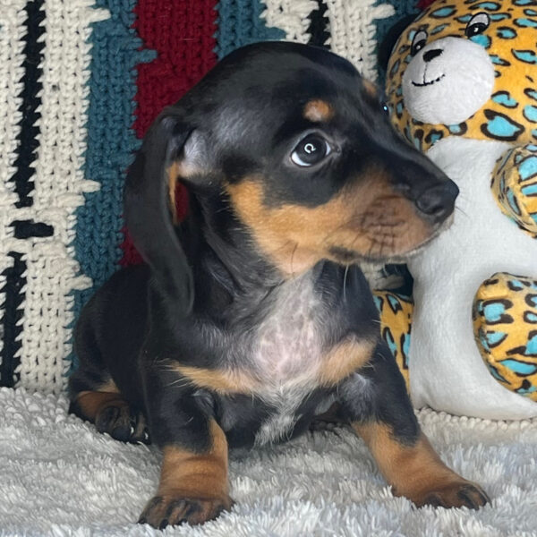 Oscar