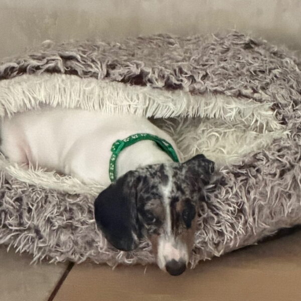 Ozzie