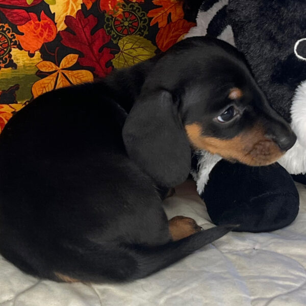 Oscar
