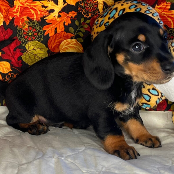 Baxter