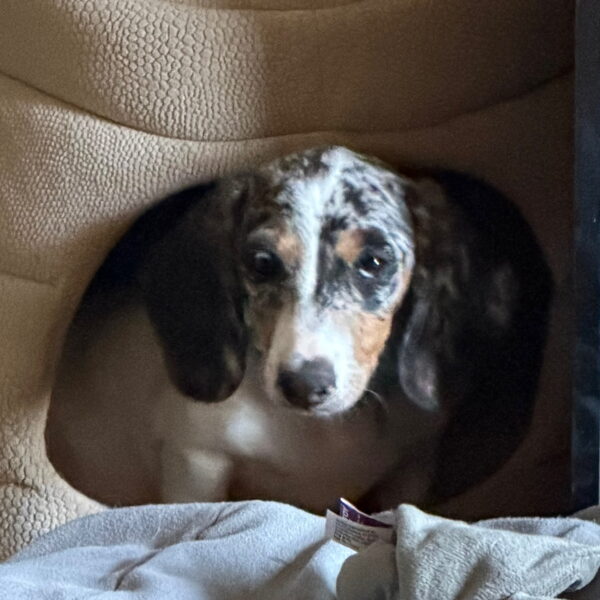 Ozzie