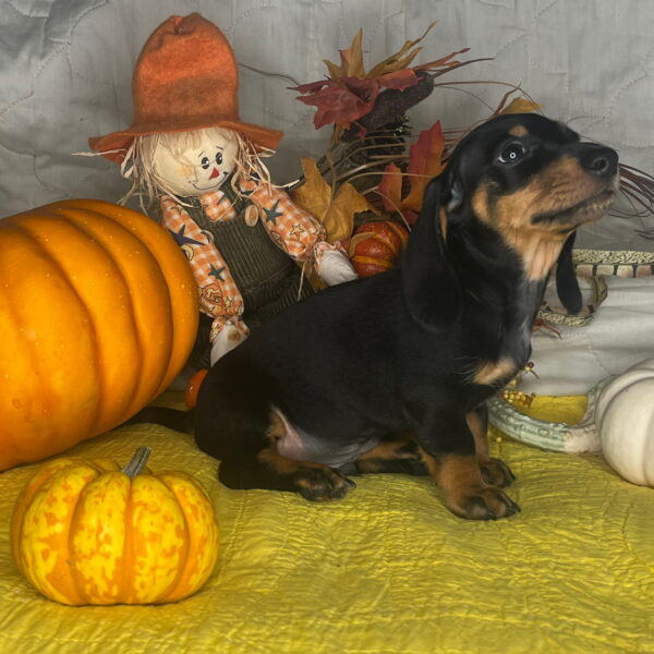 Baxter
