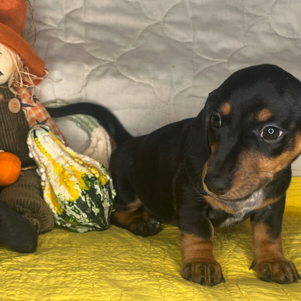 Oscar
