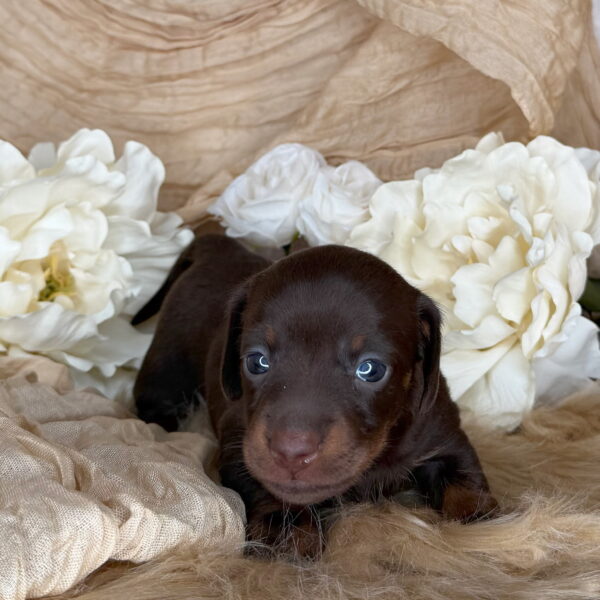 Wilma